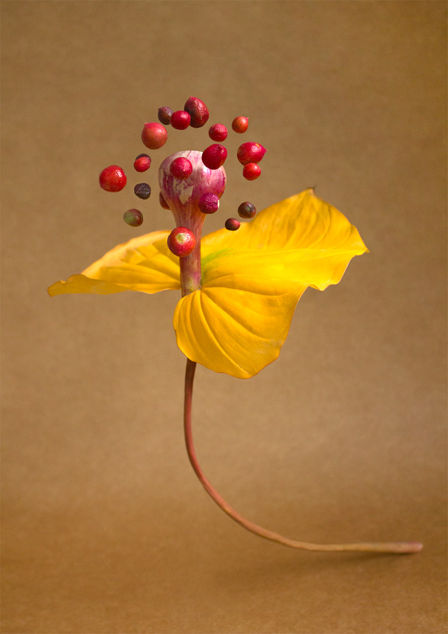 A yellow flower with its bud surrounded by red berries hanging in the air