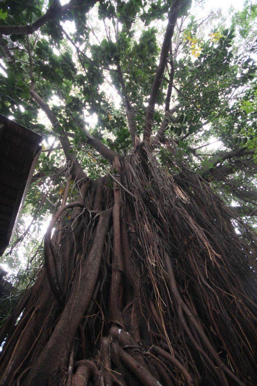 A huge Banyan Tree - Beautiful Homes