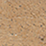 Variant 6
