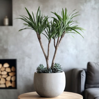 Indoor plants and greenery for sustainable Ramadan home decoration